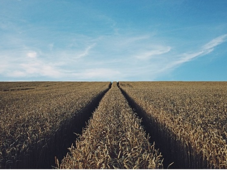 Ukraina: eksport zbóż prognozowany na ok. 40 mln ton